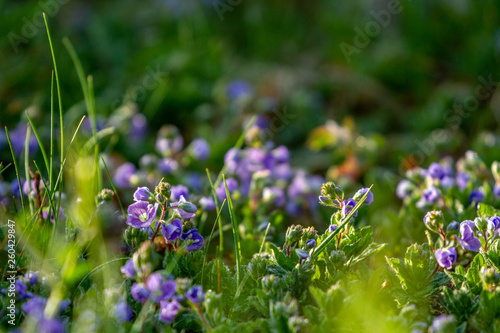 Spring flower