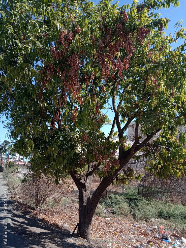 Fototapeta premium Tree