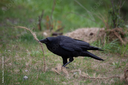 Crow pulling out a string for nest building