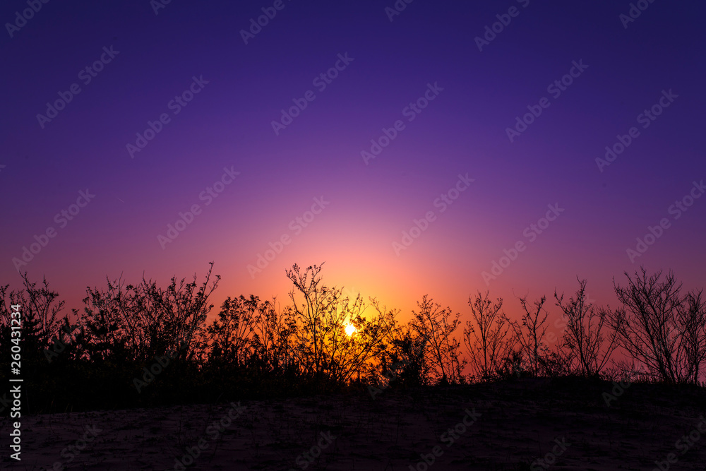 樹木のシルエットと夕日