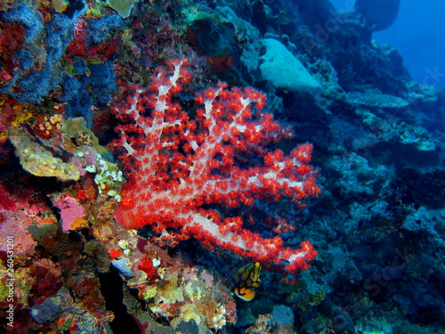 The amazing and mysterious underwater world of Indonesia, North Sulawesi, Bunaken Island, soft coral © vodolaz