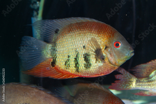 Red Shoulder Severum (Heros efasciatus) beautiful ornamental fish from Amazon photo