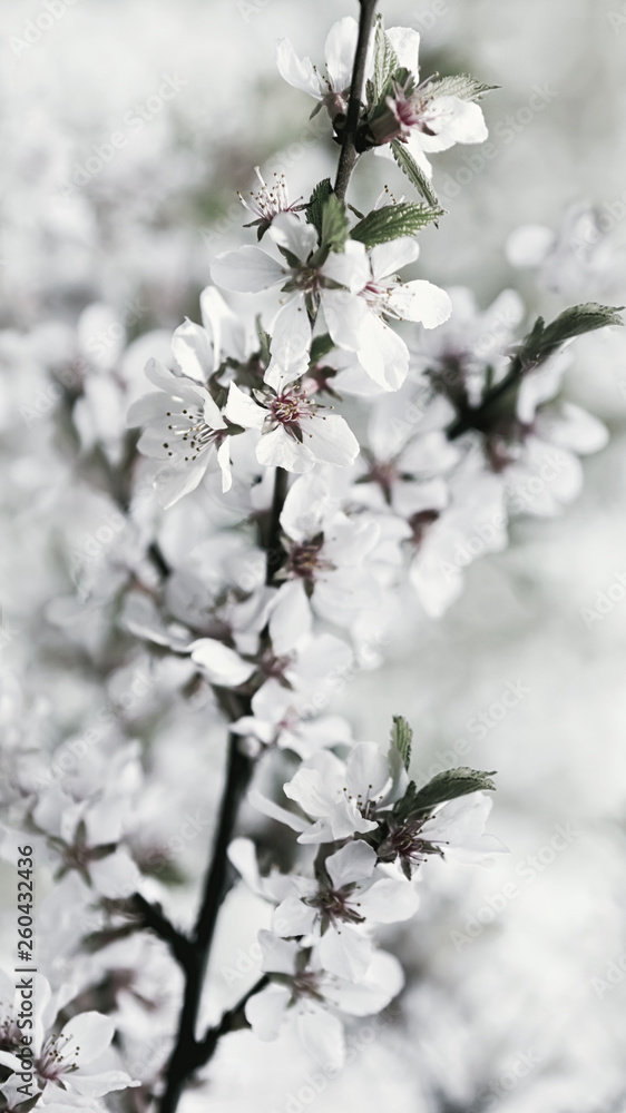 White Flowers Of Fresh Springtime Cherry Blossoms White Flowers Of Fresh Springtime Cherry Blossoms