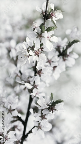 White Flowers Of Fresh Springtime Cherry Blossoms © Svetlana Sukhorukova