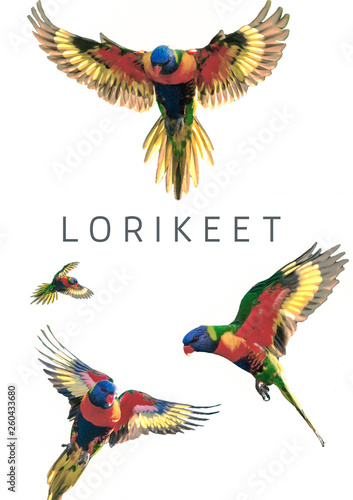 4 rainbow lorikeet flying parrot pattern texture with white plain background photo