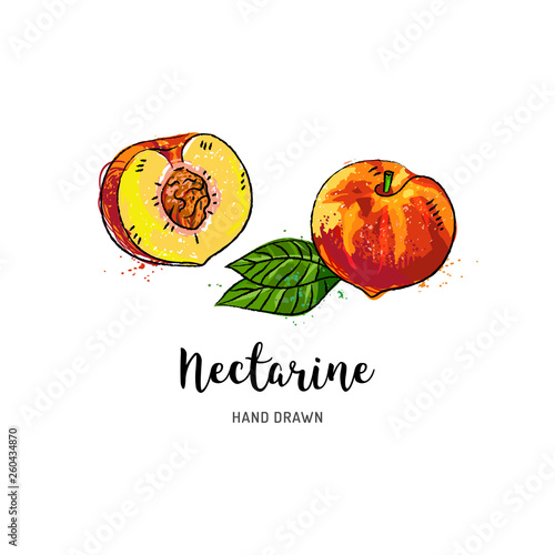 Nectarine fruit drawing, Half nectarine with bone. Watercolor nectarines on a white background. Vector isolated illustration