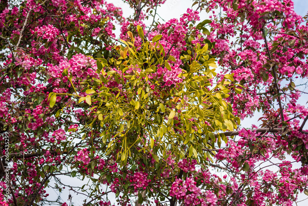 Mistletoe branch in a pink blossoming cherry tree Mistletoe branch in a pink blossoming cherry tree