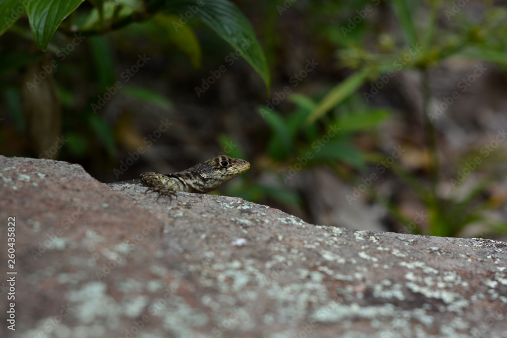 Obraz premium Lagarto
