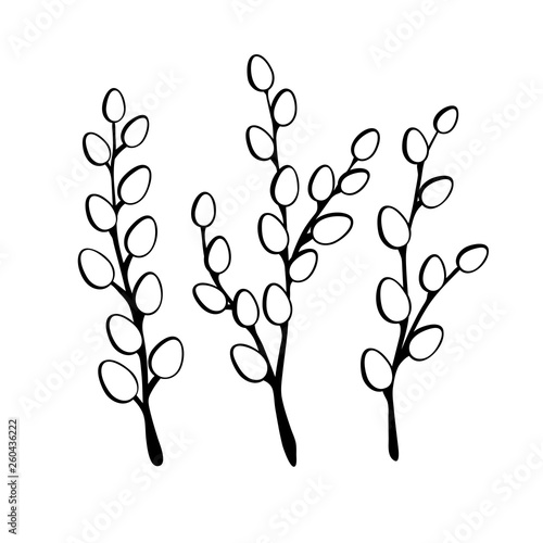 Willow twigs in black isolated on white