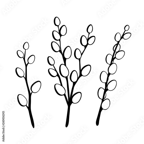 Willow twigs in black isolated on white