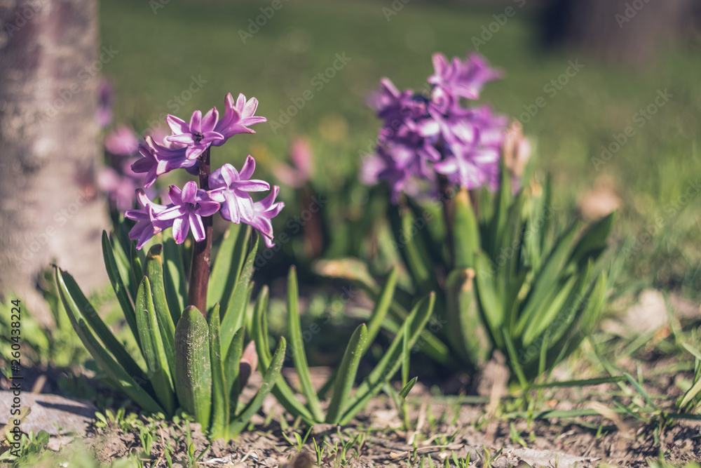 Fototapeta premium Purple hyacinth in the garden. Blured flowers on the background.