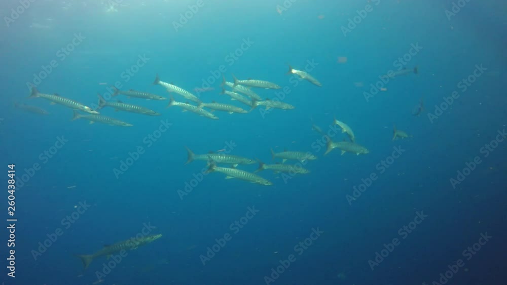 Barracuda fish underwater video Barracuda fish underwater video