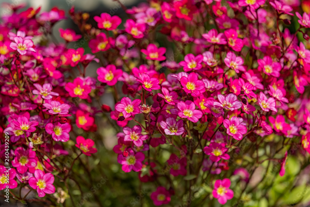 Shades of red and pink small flowers. Close up and full frame. Shades of red and pink small flowers. Close up and full frame.