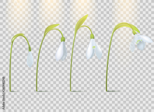 white snowdrops flowering stages, isolated, vector illustration.