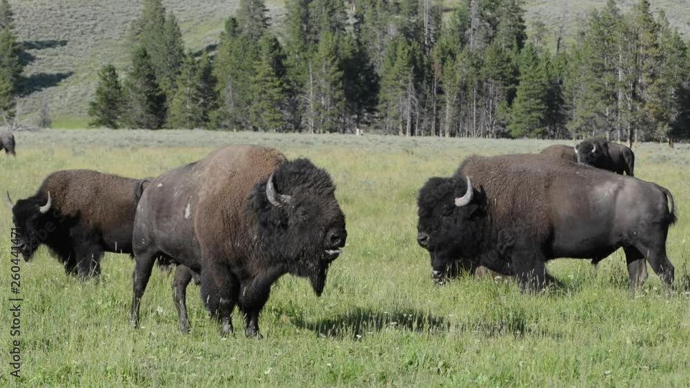 Wide Angle Group Shot of Buffalo on a Summer's Day in Yellowstone National Park, Wyoming Wide Angle Group Shot of Buffalo on a Summer's Day in Yellowstone National Park, Wyoming