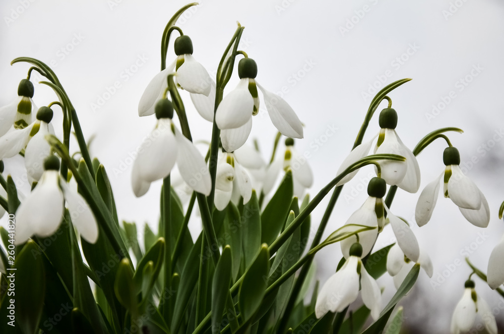 The first spring flowers are white snowdrops. A macro shot of a collection of snowdrop blooms. The first spring flowers are white snowdrops. A macro shot of a collection of snowdrop blooms.