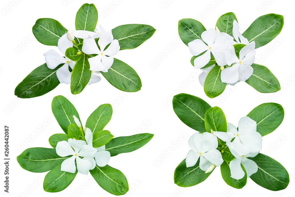 Obraz premium White Catharanthus roseus (Periwinkle,Madagascar rosy periwinkle)‎ as background picture.flower on clipping path.