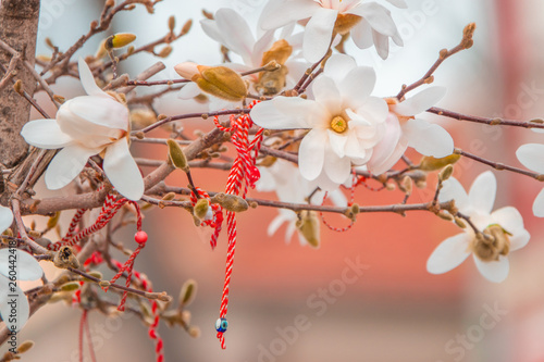 Bulgarian Martenitsa on a blooming magnolia. National Bulgarian and moldovan Traditional spring holiday symbol. photo