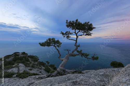 idyllic landscape with pine growing on a cliff against the sea on the sunset
