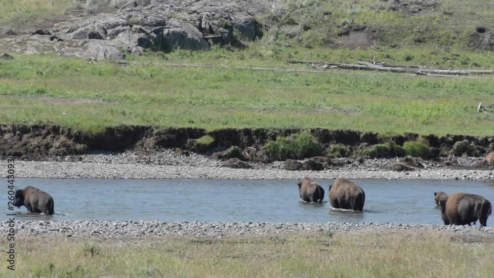 Part of a Herd of Buffalo Wander Across a Stream in Yellowstone National Park, Wyoming Part of a Herd of Buffalo Wander Across a Stream in Yellowstone National Park, Wyoming