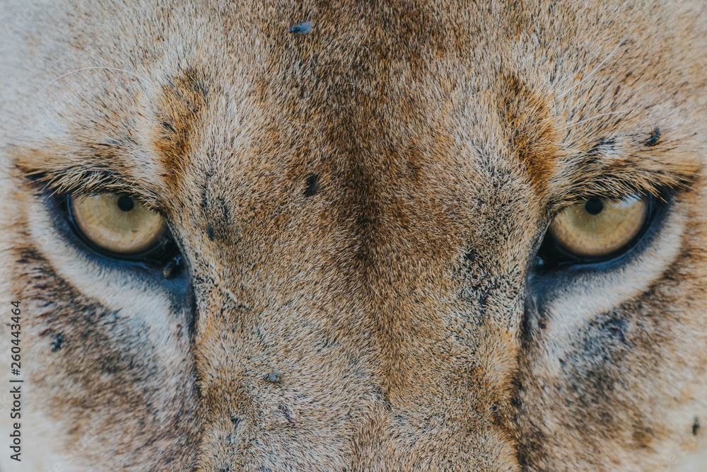 eyes female lion portrait
