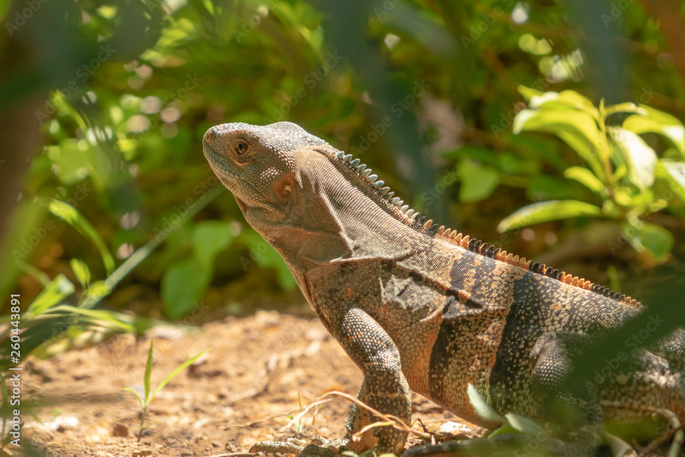 Fototapeta premium Black Spiny Tailed Iguana (Ctenosaura similis)