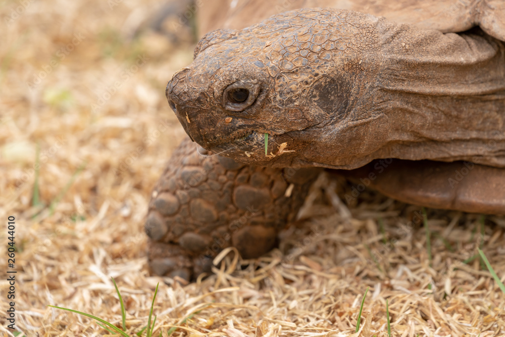 African Spurred Tortoise (Centrochelys sulcata) African Spurred Tortoise (Centrochelys sulcata)