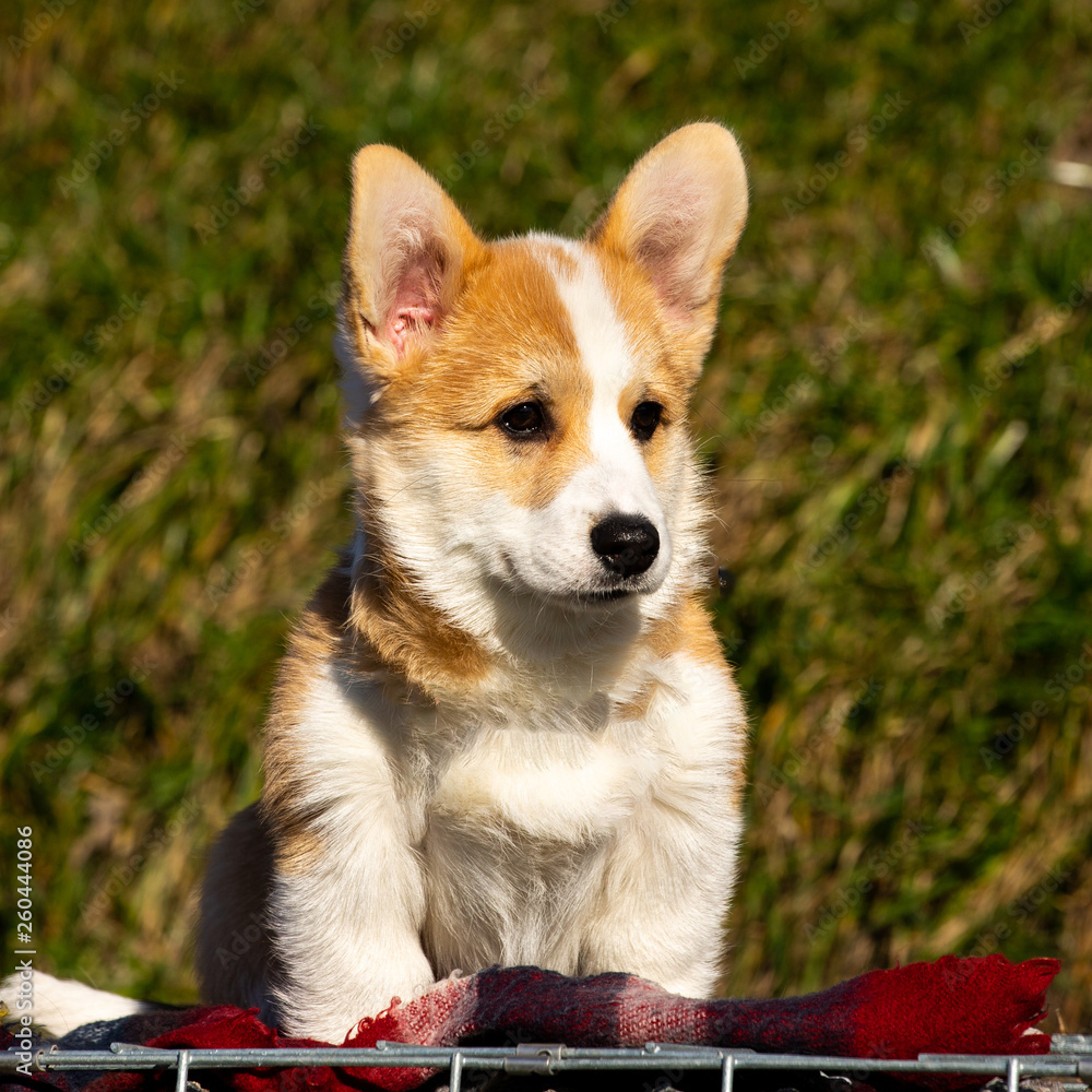 cute welsh corgi close-up portrait cute welsh corgi close-up portrait