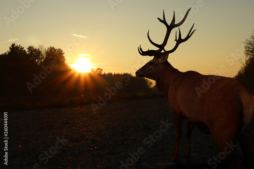 deer on the sunset