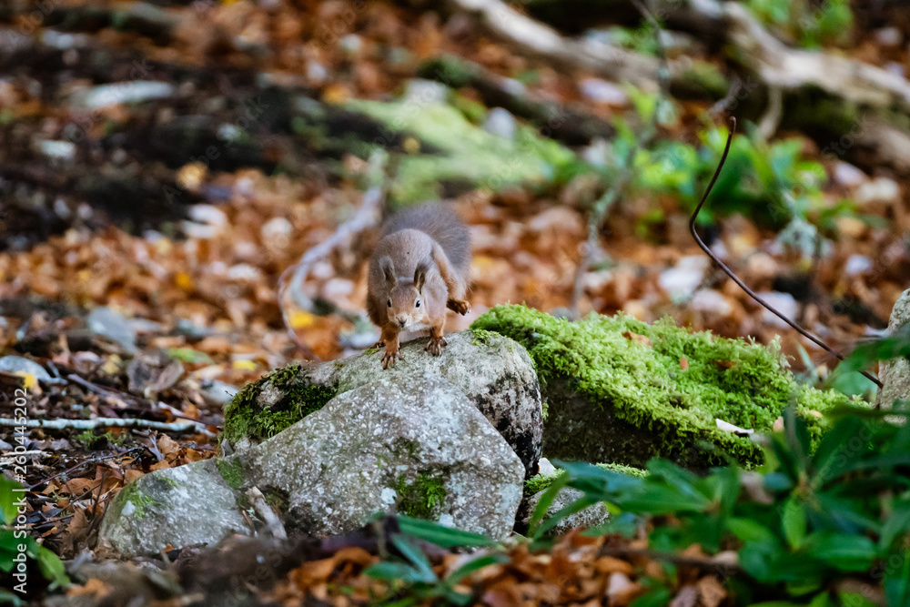 red squirrel (Sciurus vulgaris) red squirrel (Sciurus vulgaris)