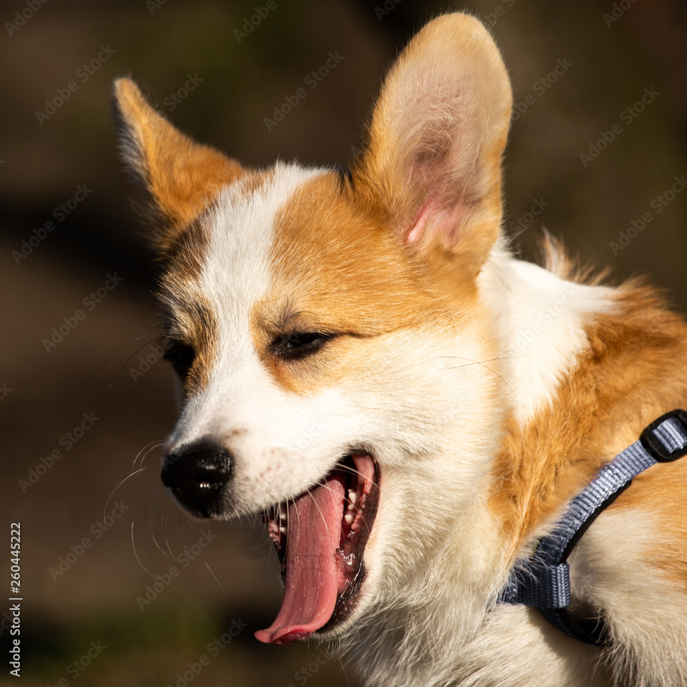 cute welsh corgi puppy close-up portrait