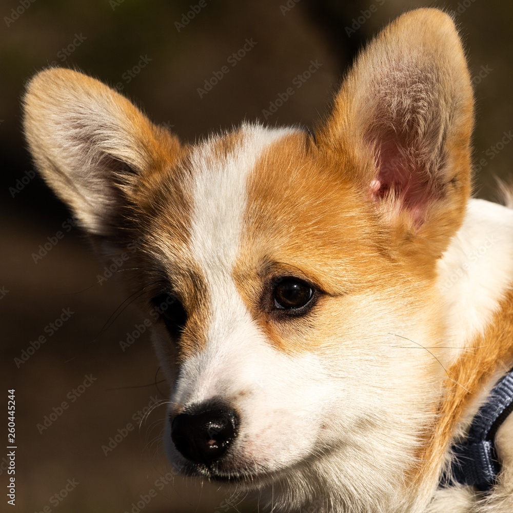 cute welsh corgi puppy close-up portrait