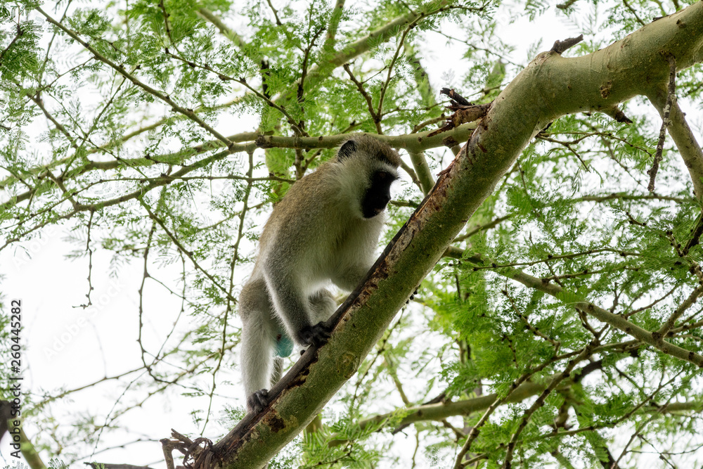 Portrait monkey in Uganda