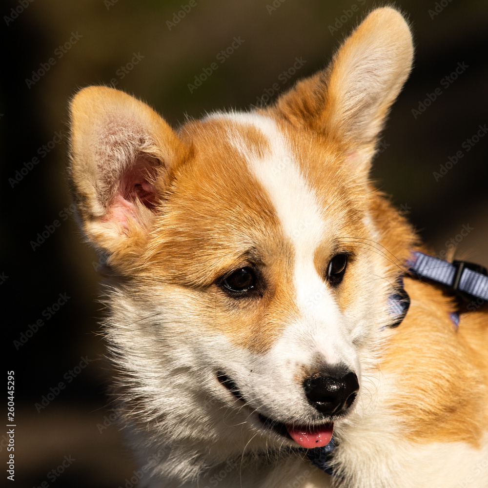 cute welsh corgi puppy close-up portrait cute welsh corgi puppy close-up portrait