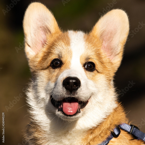 Fototapeta Naklejka Na Ścianę i Meble -  cute welsh corgi puppy close-up portrait