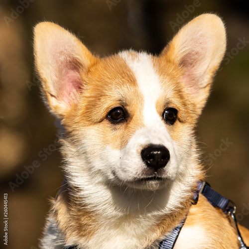 cute welsh corgi puppy close-up portrait © fotodaocomua