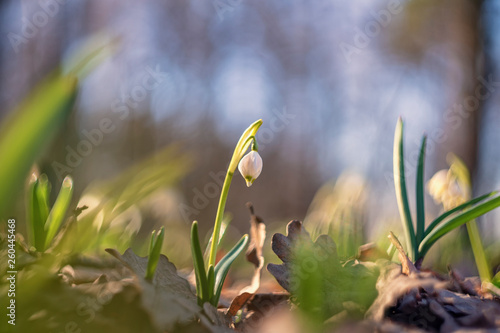 Galanthus (snowdrop, common snowdrop)
