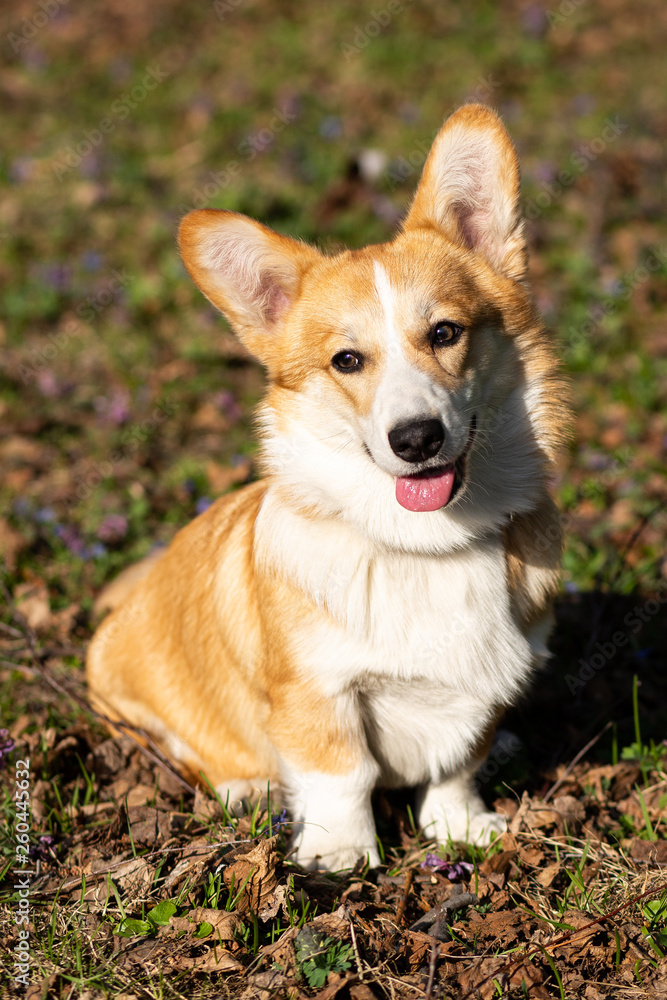 cute welsh corgi puppy in spring evironment