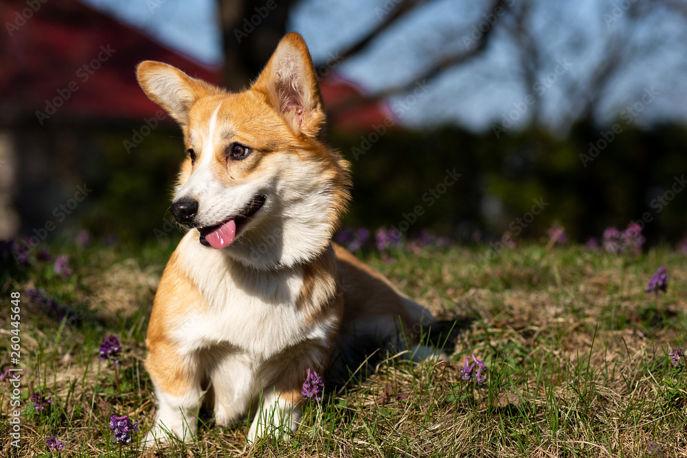 cute welsh corgi puppy in spring evironment