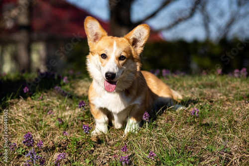 cute welsh corgi puppy in spring evironment