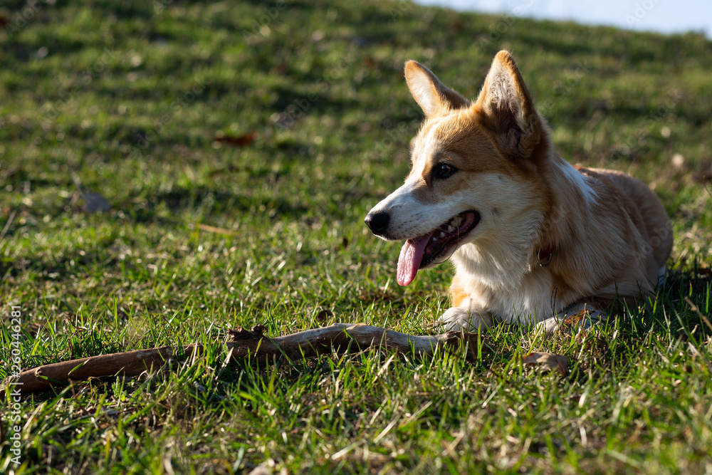 cute welsh corgi puppy laying on spring grass
