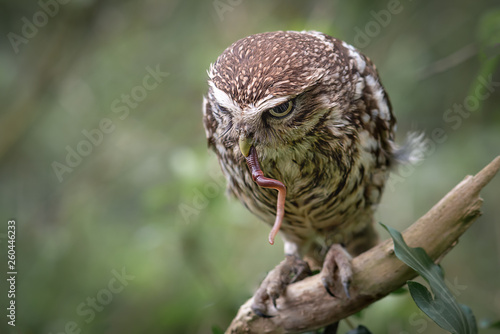 A close up portrait of a little owl, Athene noctua, perched on a branch feeding on a freshly caught worm