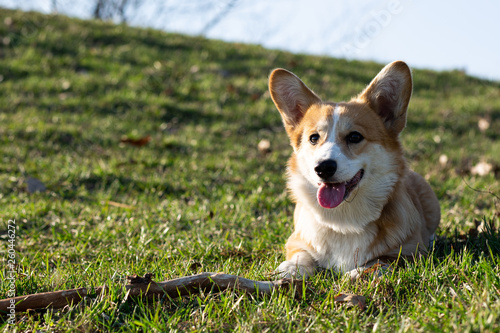 cute welsh corgi puppy laying on spring grass