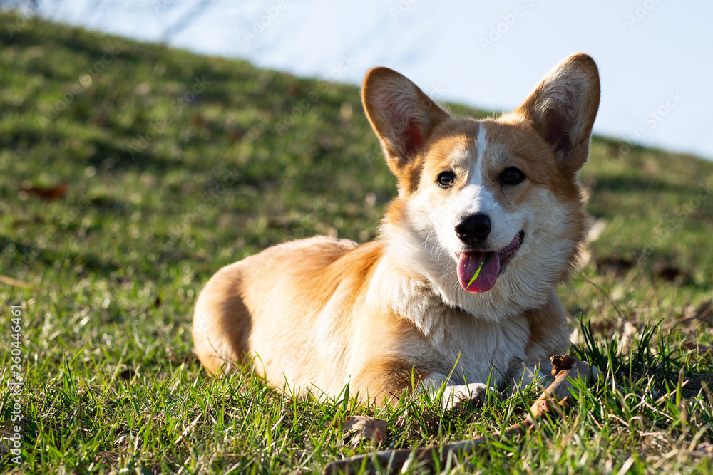 cute welsh corgi puppy laying on spring grass cute welsh corgi puppy laying on spring grass