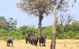 Herd of Elephants walking ut from the bush towards a  waterhole in Hwange National Park, Zimbabwe