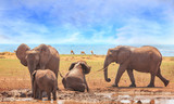 Family Herd of Elephants enjoying a mud bath, with Lake Kariba in the background against a pale blue cloudy sky. Matusadona National Park, Zimbabwe, Southern Africa