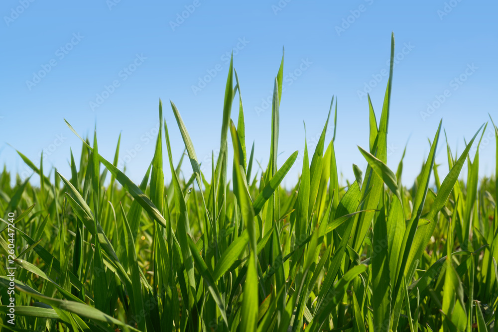 Fototapeta premium Trawa na tle błękitnego nieba