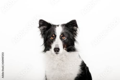 border collie dog beautiful portrait on white background studio shooting © Kate