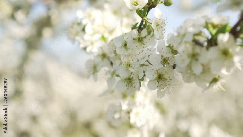 Spring, apple trees, flowering orchard, close-up. Spring, apple trees, flowering orchard, close-up.