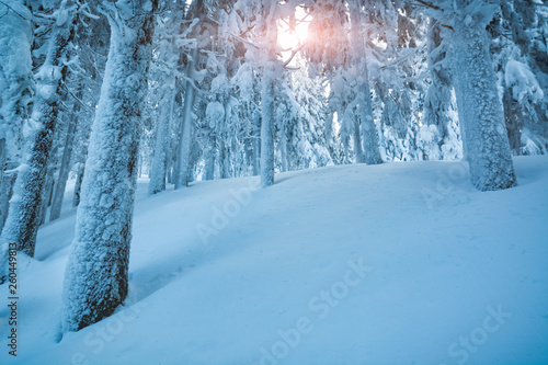 Fairy forest covered with fresh snow